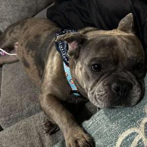 Image of Beebs, Lost Dog