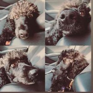 Lost Dog Olive