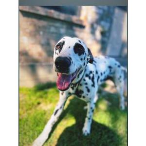 Lost Dog Pongo