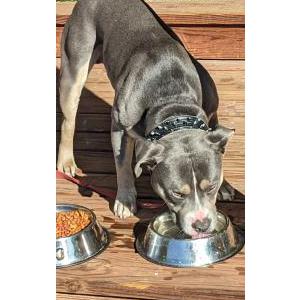 Found Dog Unknown