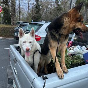 Image of Unknown, Found Dog