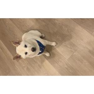 Image of aspen, Lost Dog