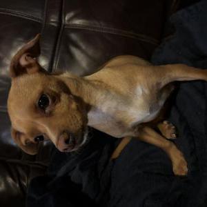 Found Dog Unknown