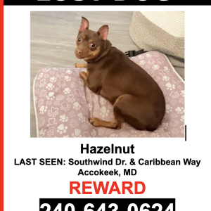 Image of Hazelnut, Lost Dog