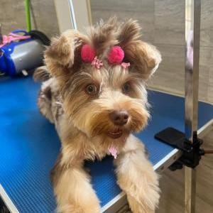 2nd Image of Nucita, Lost Dog