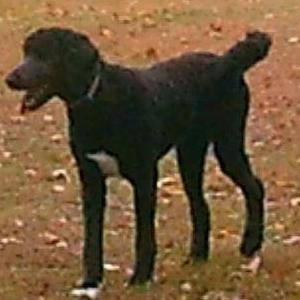 Lost Dog Charlie