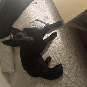 Lost Dog Silas