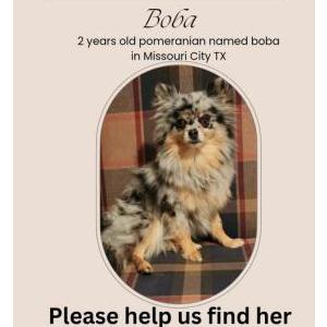 Image of Boba, Lost Dog