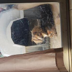 Image of Ivy, Lost Dog