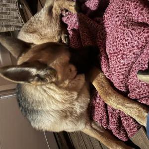 Found Dog Unsure/ maybe ace