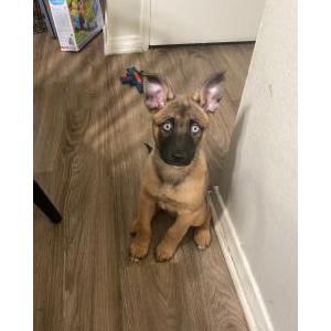Lost Dog Glock