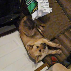 Found Dog Unknown