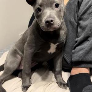 Image of Lacey or Lacey Bug, Lost Dog