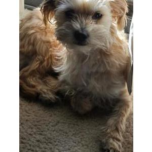 Lost Dog Gizmo
