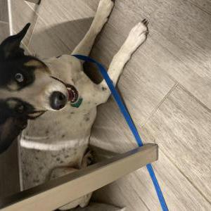 Image of unknown, Found Dog