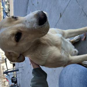 Image of Unknown, Found Dog