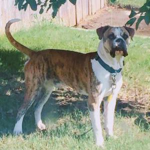 Image of Otis, Lost Dog