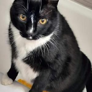 Image of Henry, Lost Cat