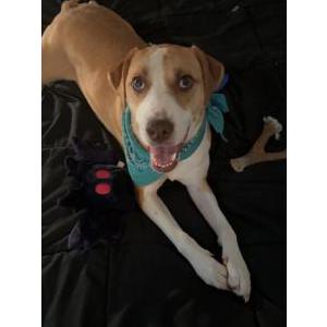 Lost Dog Mabel