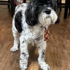 Lost Dog Oreo