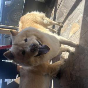 Image of Unknown, Found Dog