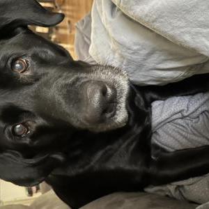 Lost Dog Carl