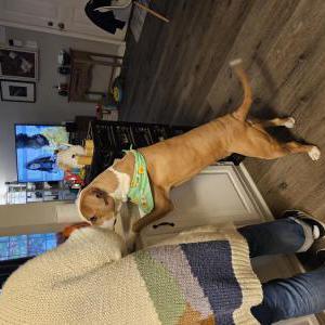 Image of Ansel, Lost Dog