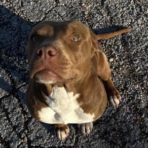 Found Dog Unknown