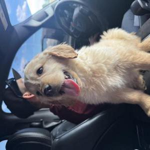 Lost Dog max