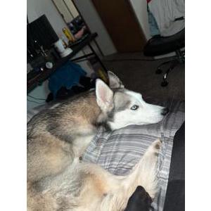 Image of Luna, Lost Dog