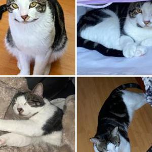 Image of Niño, Lost Cat