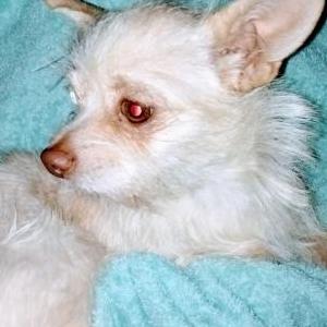Lost Dog chance