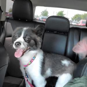 Image of Mia, Lost Dog