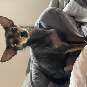 Image of Bubbles, Lost Dog