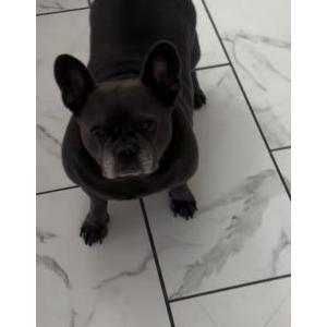 Lost Dog Shelia