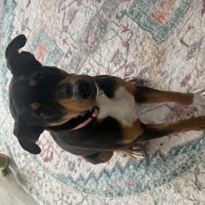 Image of Unknown, Found Dog