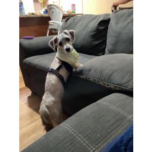 Lost Dog Milo