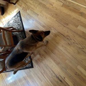 Found Dog Unknown