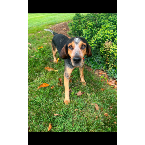 Image of Blue, Lost Dog