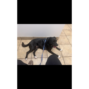 Image of Midnight, Lost Dog