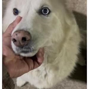 Image of Lola, Lost Dog