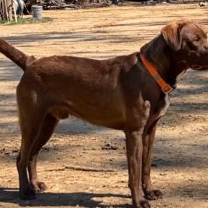 Lost Dog Boudreaux