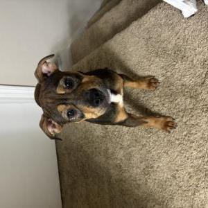 Image of Unknown, Found Dog