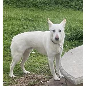 Found Dog Unknown