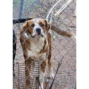 Lost Dog Beau