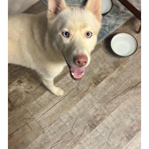 Image of Aurora, Lost Dog