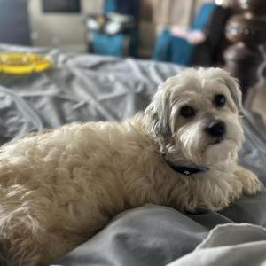 Image of Unknown, Found Dog