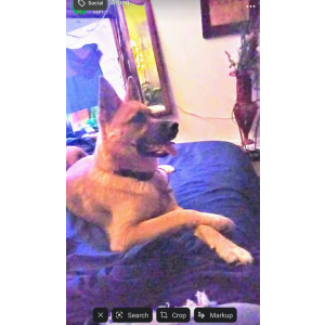 Lost Dog Prettypretty