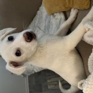 Image of Unknown, Found Dog