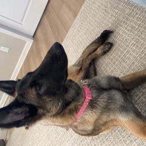 Lost Dog Vicious or V